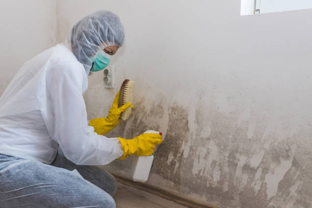 Best Post-Flood Mold Remediation in Pixley, CA
