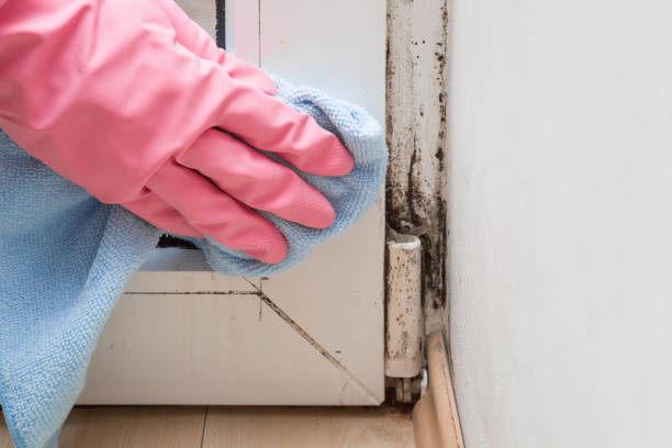 Best Localized Mold Remediation (e.g., coastal areas, humid climates) in Pixley, CA